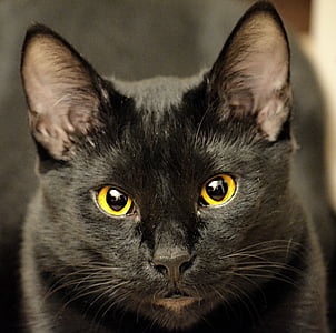 Черная кошка, крупным планом, кошачьи, домашнее животное, мило, глаза, животное