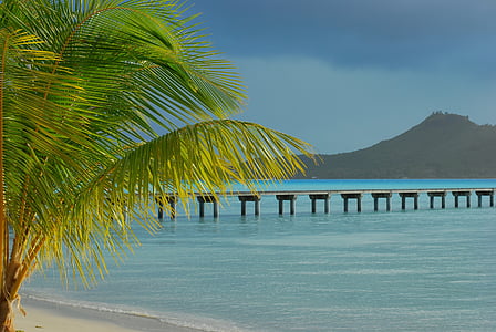 tropical beach, palm tree, bora bora, white sand