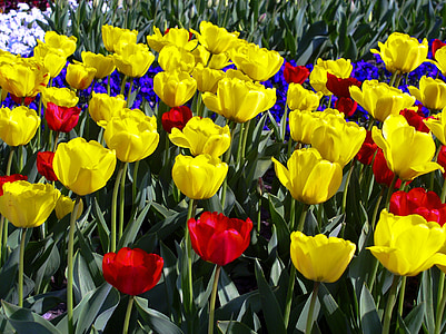 tulipán, tulipán, tulipán mezők, tavaszi virág, sárga
