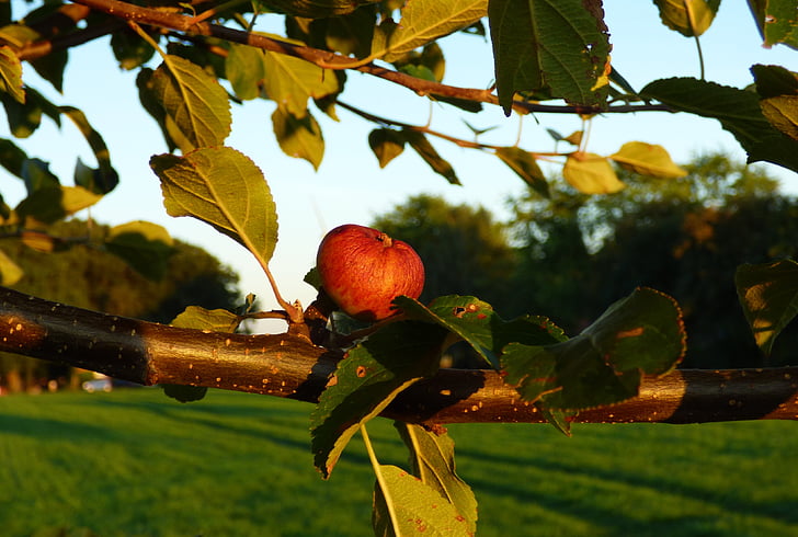 jabolko, jablana, podružnica, listi, zrel, sadje, drevo
