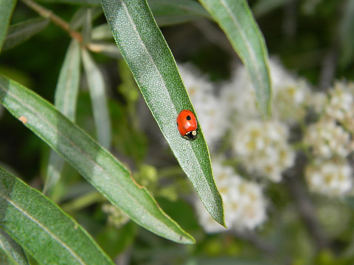 Ladybug, frunze, frunze verzi, insectă, foaie, natura, macro