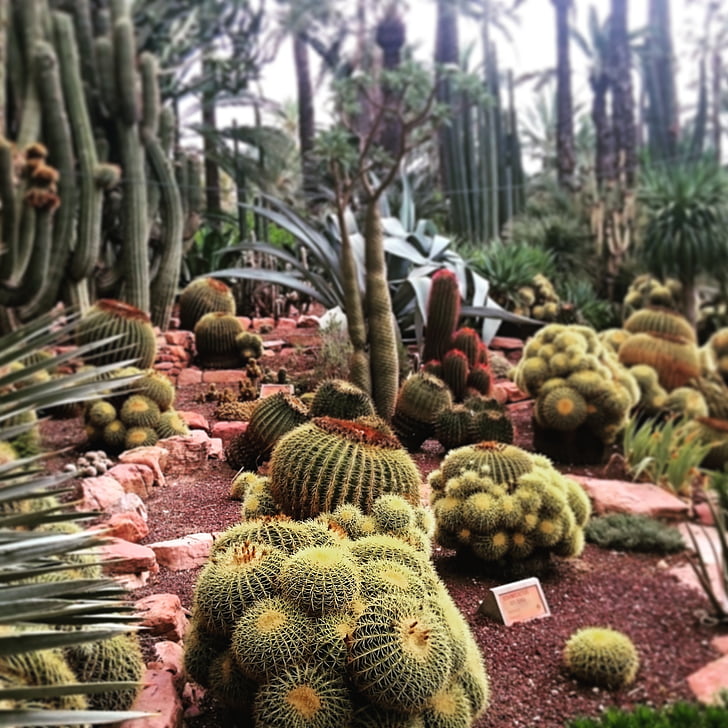 Cactus, Elche, Spania, natura, plantă suculentă, climatul tropical, ghimpe