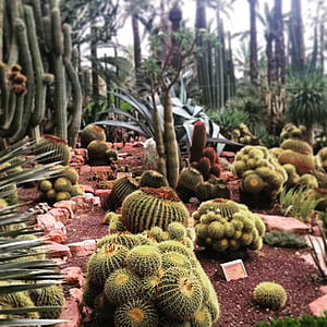 kaktus, Elche, Španjolska, priroda, sočan biljka, tropska klima, trn