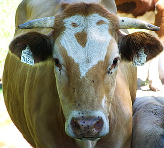 tête de vache, modèle, bovins