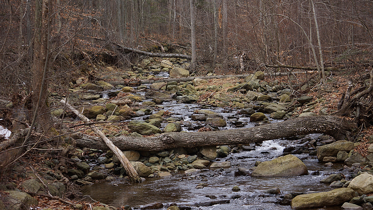 Río, Creek, bosque, otoño, rocas, agua, naturaleza