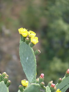 Cactus, blommor, gul