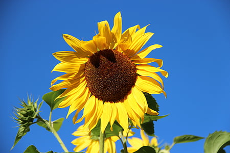 bunga matahari, Blossom, mekar, bunga, tanaman, kuning, biru