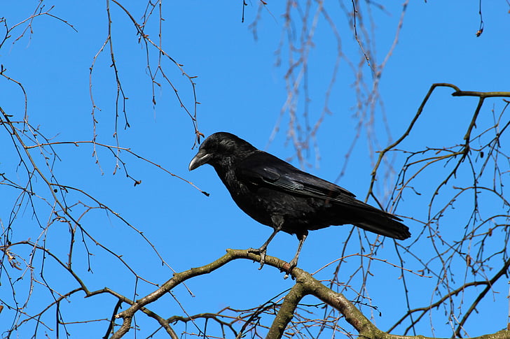 kråka, Corvus frugilegus, Rook, Raven fågel, Songbird, djur, djur