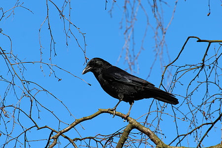 crow, corvus frugilegus, rook, raven bird, songbird, animal, animals