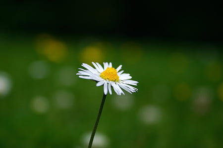 Daisy, fleur, pelouse, herbe, jaune, Bloom, flore