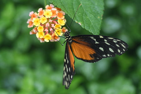 butterfly, exotic, hécalé, heliconius hecale, flowers
