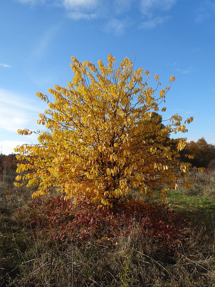 Bush, listje, jeseni, propad, rumena