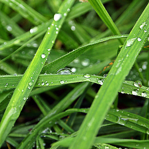 krople, deszcz, trawa, rano, Natura