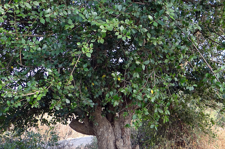 árbol de cepillo de dientes, árbol de papel de lija, streblus asper, hulikatti, India, árbol, orgánica