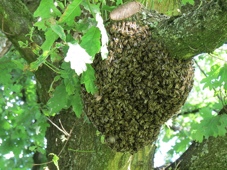hive, swarm, bees, insect, nature, summer, tree
