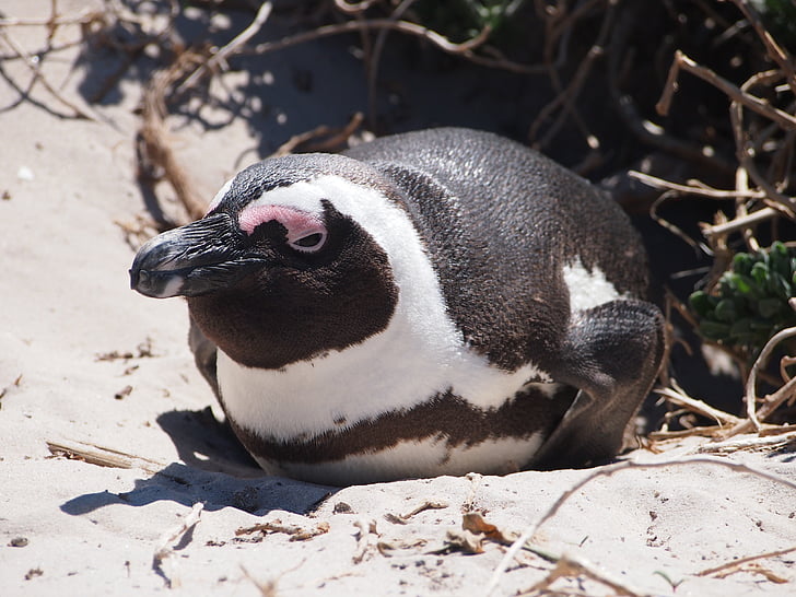pingouin, oiseau, Afrique du Sud, plage, sable