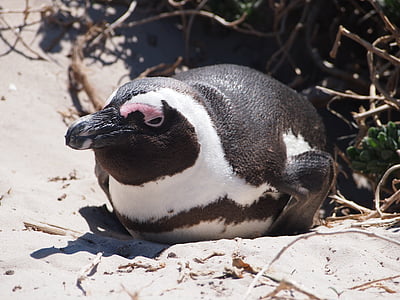 pingüí, ocell, Sud-àfrica, platja, sorra