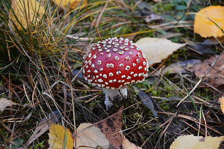 amanita, mushroom, autumn, fungus, poisonous, fly Agaric Mushroom, nature