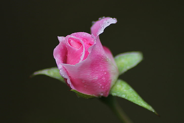rozā, slējās, foto, puķe, rozā roze, lietus lāses, ziedlapas