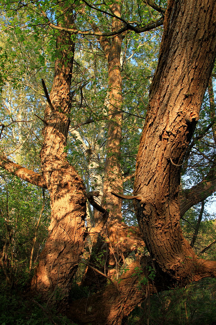 Ağaç kabuğu, yakın çekim, yosun, eski, ağaçlar, Willow, buruşuk