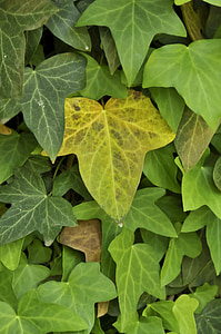 beginning of fall, leaves, leaves background