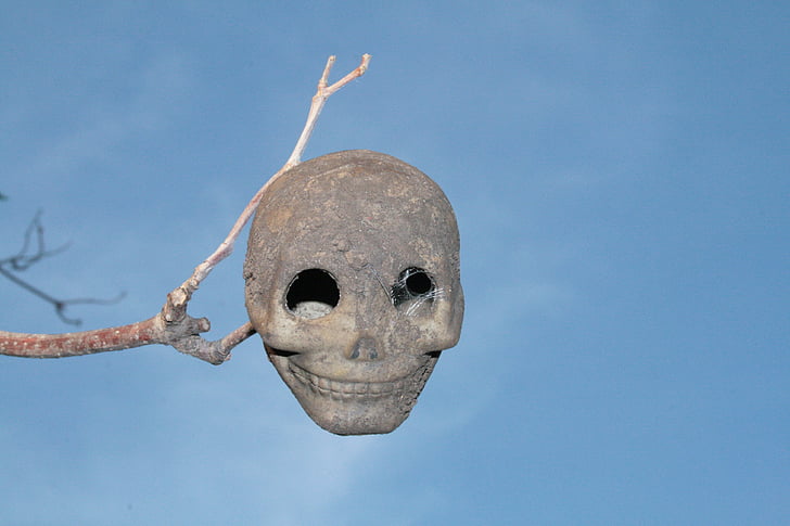 cráneo, los horrores, esqueleto