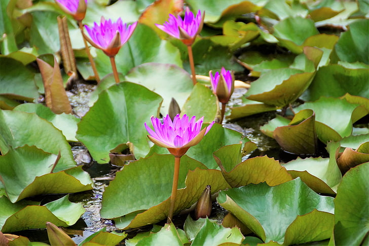 waterlily, water lily, Heviz, thermische, water, water-plant