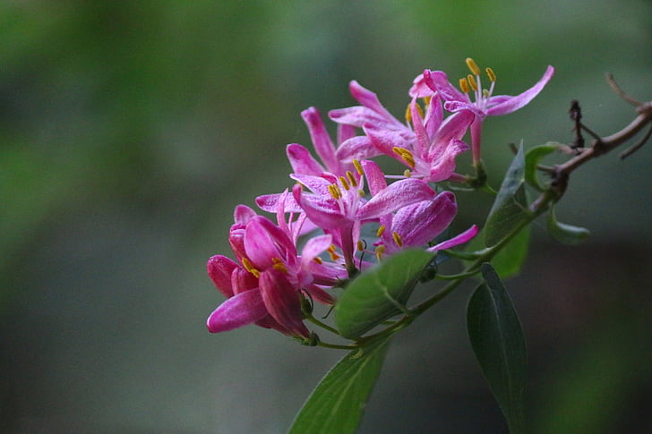 chevrefeuille, flowers, pink, flowering, garden, spring