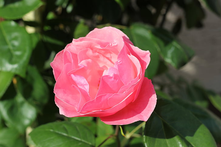 Pink rose papillon, blomst, blomstermotiver, romantisk