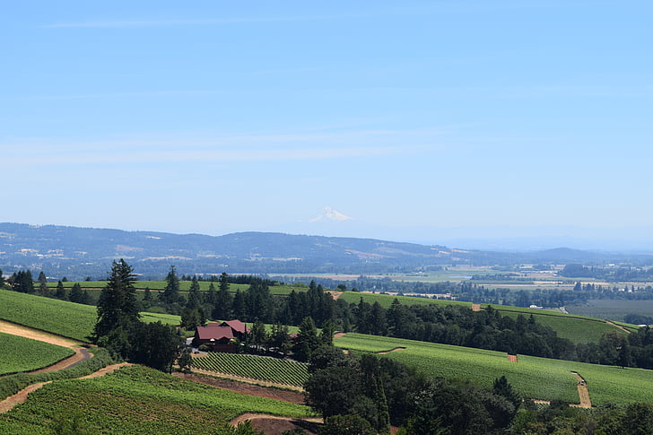 wijn, wijngaard, landschap, Oregon, zomer, hemel, platteland