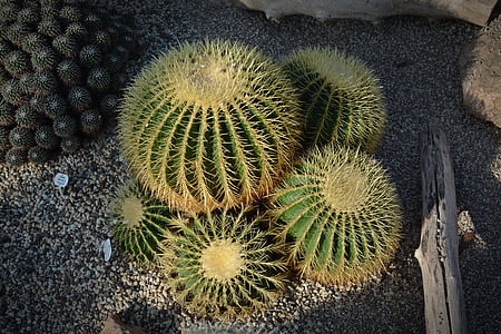 Cactus, Anläggningen, taggig, sporre, grön, torr, Flora