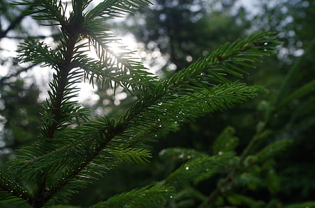 spruce, branch, bright green branches of spruce, forest, evergreen
