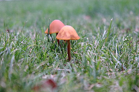 mushrooms, small mushroom, autumn, mushrooms on meadow, nature, plant