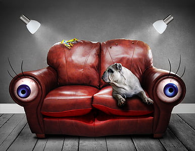 sofa, couch, surreal, eyes, dog, art, artificial