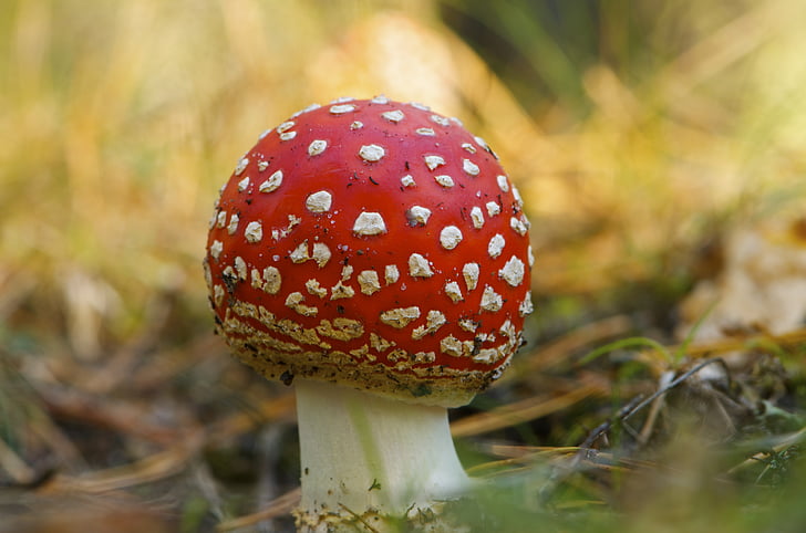 mushroom, nature, fresh, natural, organic, forest, fungi