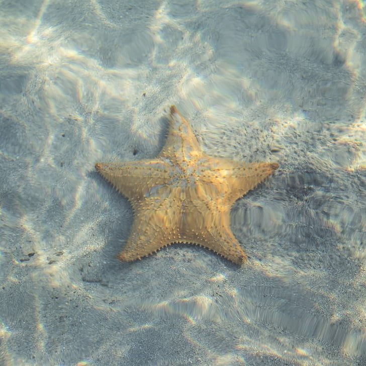 zvijezda, riba, morska zvijezda, životinja, more, oceana, odmor