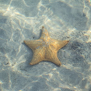 hviezda, ryby, hviezdice, zviera, more, Ocean, Dovolenka
