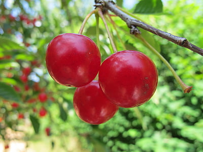 cherries, fruit, garden, red fruits