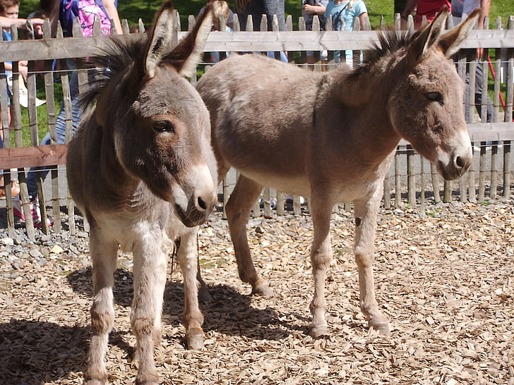 Donkey, động vật, sở thú, vườn bách thú, Đức, bao vây
