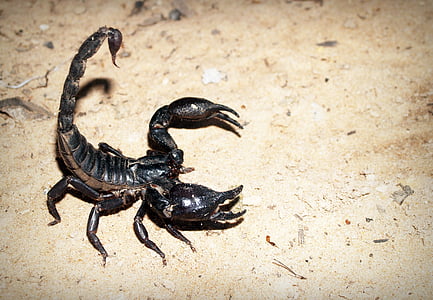 Scorpion, dødbringende, sort, frygt, dyr, primitive, kejser