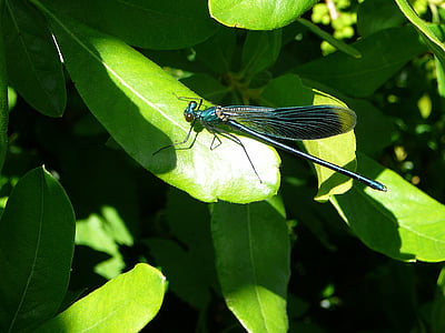 dragonfly, leaf, insect, close, nature, green, animal