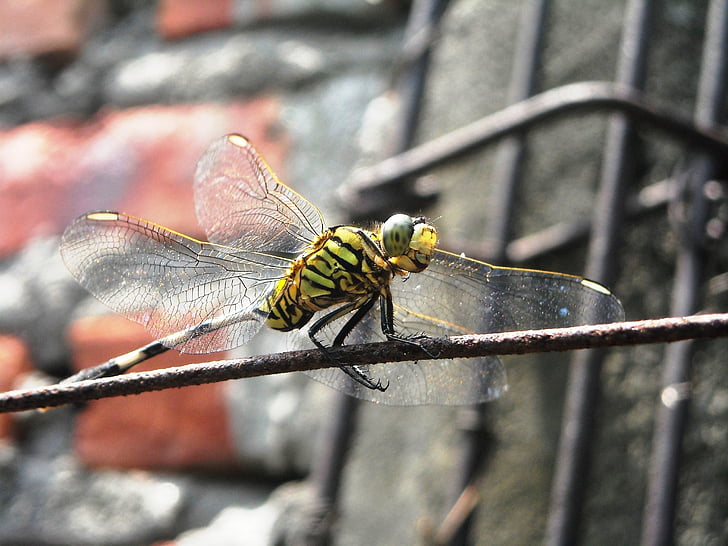 Dragonfly, grøn, sort, Wire, væg, insekt, natur