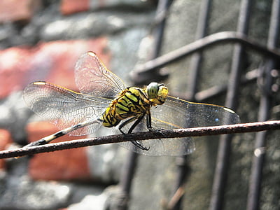 Dragonfly, zelená, černá, drát, zeď, hmyz, Příroda