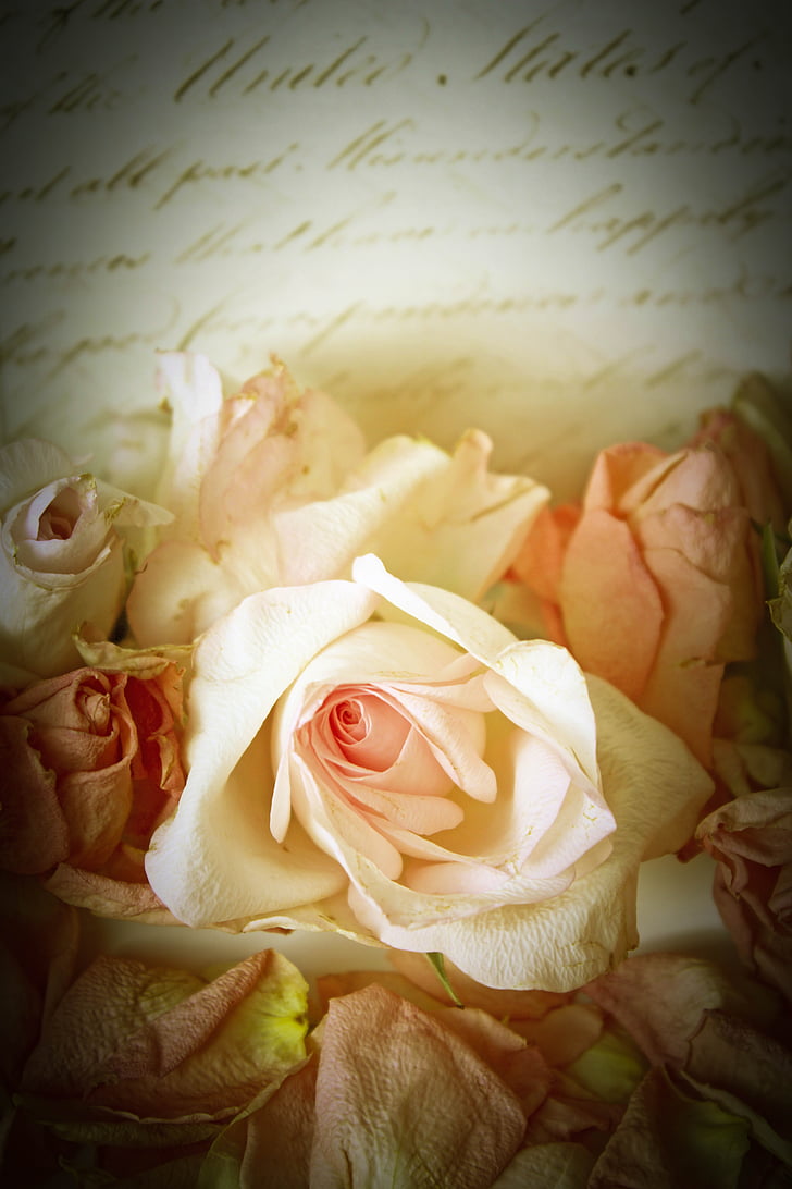róże, Vintage, figlarny, romantyczny, tło, Dekoracja, nostalgiczne