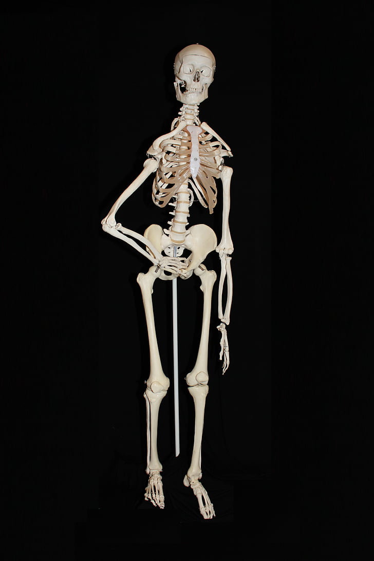 squelette, humaine, crâne, osseuse, anatomie humaine, Anatomie, crâne et os croisés