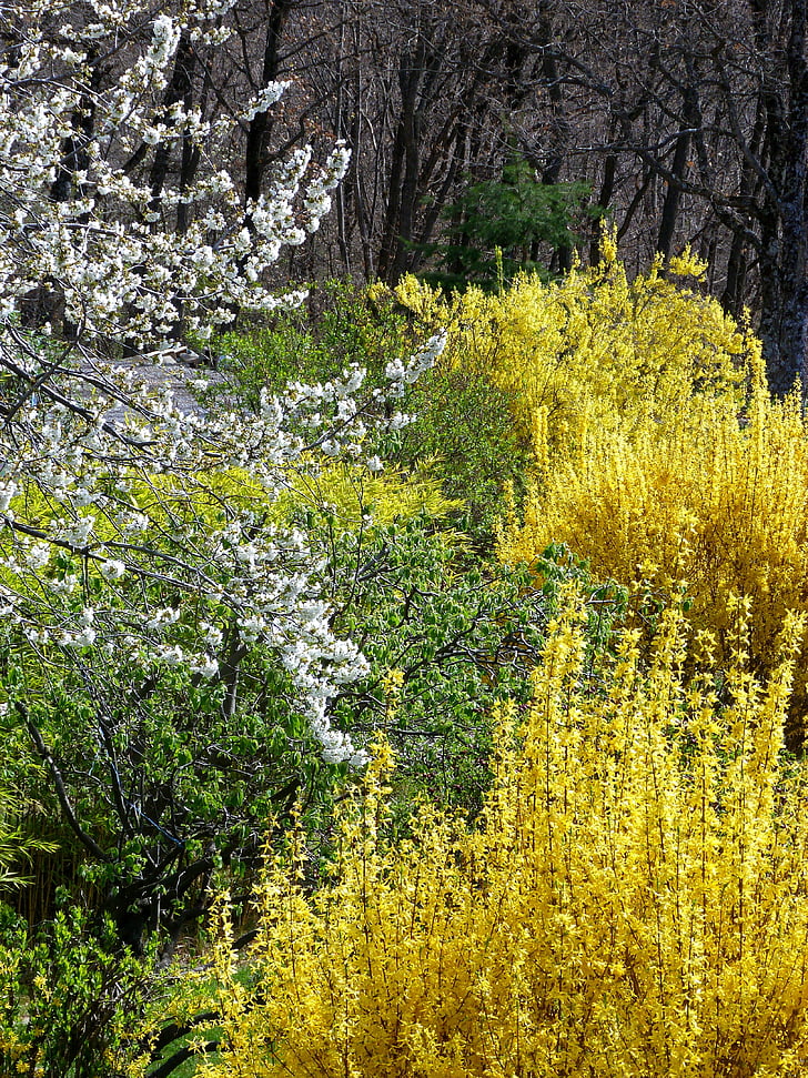 gardens, spring, flowering, nature, contrast, yellow, green
