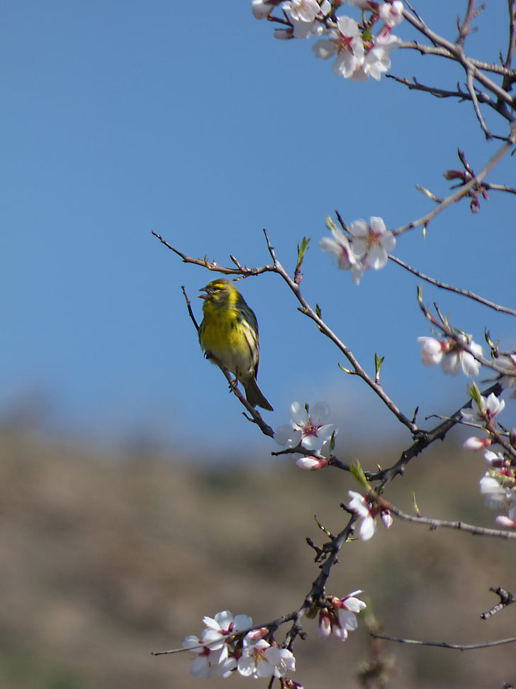Europeiska serin, fågel, Serinus serinus, det gafarró, blommig gren, mandelträd i blom, Yellow bird