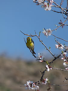 Európska serin, vták, Serinus serinus, to gafarró, Flowery branch, Mandľový strom v kvete, žltý vták