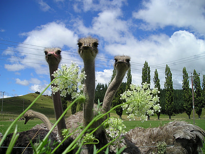 Nouvelle-Zélande, bouquet, ferme d’autruches, oiseau, animaux, nature