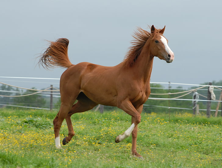 Free photo: horses, nature, animal, horse, animals, equine, mane | Hippopx